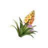 Agave