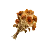 Dried Flowers
