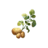 Potato