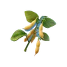 Soybean