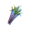 Sugarcane
